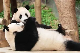 夏日炎炎桑拿天，旅韩大熊猫在韩国过得怎么样？图片