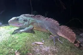 云浮郁南同乐大山保护区发现长鬣蜥，为国家二级重点保护野生动物图片