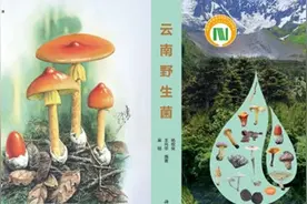 云南常见野生菌有多少？《云南野生菌》告诉你图片