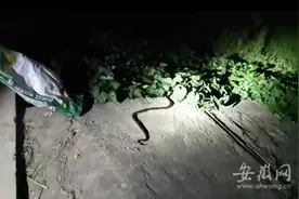 赤链蛇“闯入”民宅 临泉警方深夜抓捕放生图片