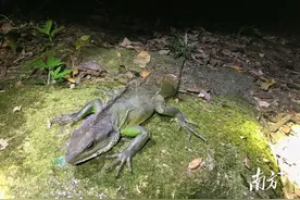 西江网评丨长鬣蜥再次现身，是云浮的“小确幸”图片