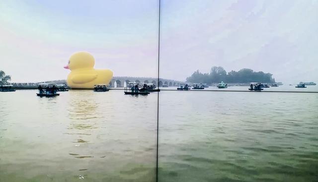 大黄鸭与伙伴“相聚”北京：巨物面前，人人平等