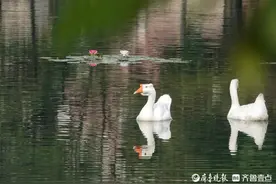 水中大白鹅，伴着莲花游图片