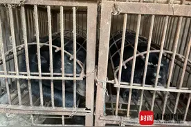 四川乐至黑熊事件后续：来源仍然是谜，周边村民养殖的两头黑熊已被没收图片