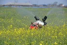 油菜，为中国油瓶子“加油”图片