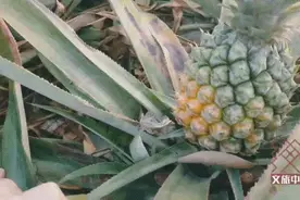 这个镇的菠萝，凭啥吊打全国？图片