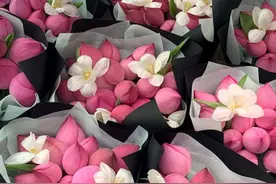 《沉香如屑》捧红了荷花，是真的吗？不如聊聊古诗词里的“菡萏”图片