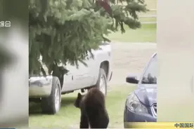 美国：黑熊觅食被困车内一夜后“夺门而出”视频封面