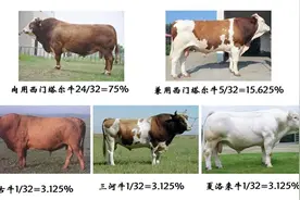 历时43年，我国自主知识产权“华西牛”终育成图片