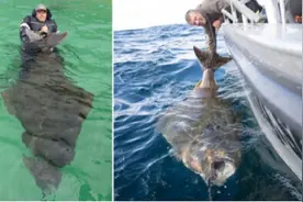 男子钓到巨型比目鱼 身长2.1米重达到362斤图片