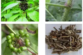 刺五加是什么？超3亿人睡眠障碍，多中心研究显示：其失眠症临床治疗疗效较好图片