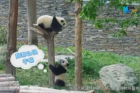熊猫社区｜熊猫爬树能有多快？图片