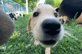 揭秘中国救援“神犬奇兵”炼成记：一人一犬要经三四年磨合训练图片