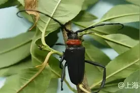 【探索】赤橙黄绿青蓝紫，认识下这些彩虹色的昆虫图片