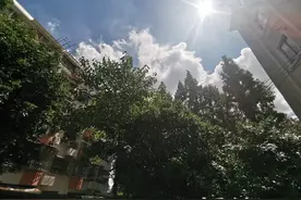 采光通风，都没了！飞蚁蚊虫，凶猛来！30年失管，数十棵“巨无霸”愁煞人图片