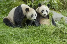 走进汶川核桃坪基地 看大熊猫的幸福生活图片