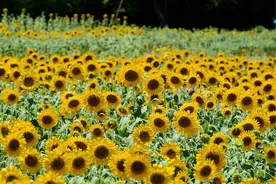 浙江金华：数万株向日葵艳丽绽放 夕阳下金色花海惹人醉图片