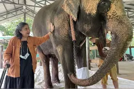 世界首家“大象医院”救治超过5000头受伤大象图片