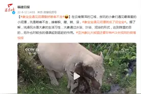 象宝宝遇见泥潭撒娇赖着不走图片