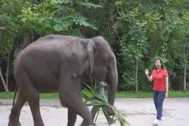 记者亲历野象生死救援 17年后人象续缘再度相会图片