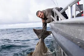 比目鱼长2.29米重181公斤，估计已90岁，男子钓到又放生图片