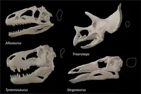 霸王龙和近亲用大眼睛换取大咬力图片