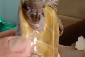 万万想不到！小区里捡到一个小“怪物”，竟是世界濒危物种图片