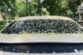 国槐落下黏糊糊的东西，是树脂还是虫胶？太原园艺人员回应图片