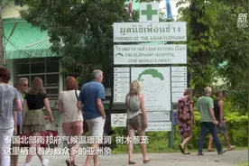 “守护大象，我并不孤单”——泰国“象妈妈”和她的大象医院图片