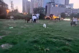 民警现场讲解文明养犬：遛犬不拴绳，情节严重的，罚款50元至200元图片