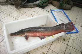 水生外来入侵物种治理难 凶残美洲“怪鱼”或已扎根珠江图片