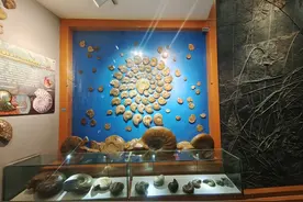 地球生命的“诺曼底登陆”，最早是由植物完成的图片