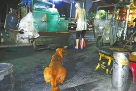 狗狗每天陪老人摆摊到天亮，老人坦言“老伴去世了 它就是我的家人”图片