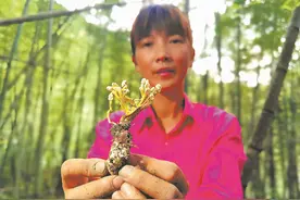 龙海程溪：漫山毛竹林 处处蝉花开图片