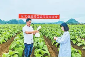 云南烟蚜茧蜂防治蚜虫技术研究与推广应用成效显著“以虫治虫”为大农业附着绿色底色图片