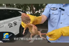 村民家中惊现褐红色“大壁虎”疑似外来物种鬃狮蜥图片