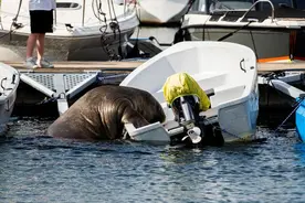挪威海象被安乐死，只因太受人类喜爱图片