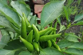 每日精言（204）笑是什么？图片