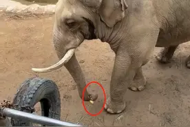 可爱！大象帮小孩捡回掉入象园鞋子，工作人员：平时会帮饲养员捡瓶子图片