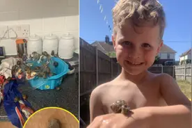 英国一位妈妈半夜起床发现厨房被蜗牛占领图片