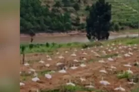 楚雄南华成功培育出人工鸡枞视频封面