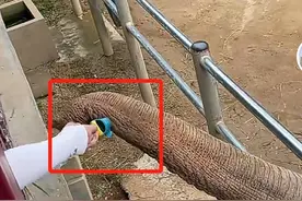 大象捡回游客的鞋子，动物园：平时也帮忙捡东西，奖励一个大西瓜图片