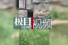 动物园回应“老虎骨瘦如柴”：年龄偏大，一直在为其调整进食方案图片