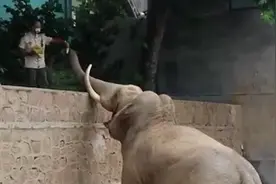 大象捡起游客鞋子用鼻子递还，动物园给它加餐视频封面