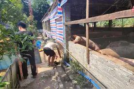 两百余头猪一夜“集体瘦身”几十斤，竟是被调包！两人被刑拘图片