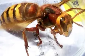 英国大黄蜂数量创记录，一只一天吃掉50只本地蜜蜂，专家称与高温有关图片