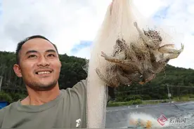 云南勐腊：盐碱地“种”出基围虾图片