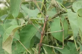 善于伪装、长约16厘米！太岳山林区又现竹节虫图片