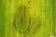 害虫麦蚜用什么招“骗过”小麦免疫反应图片