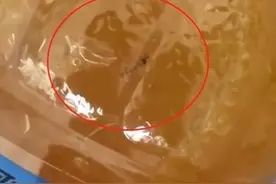 美汁源果粒橙未开封发现死虫漂浮 律师：违反食品安全法可索赔1000元图片